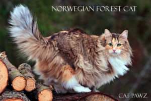 Great Tips to Compare Norwegian Forest Cat Size vs Normal Cat: Uncover the Secrets Now!