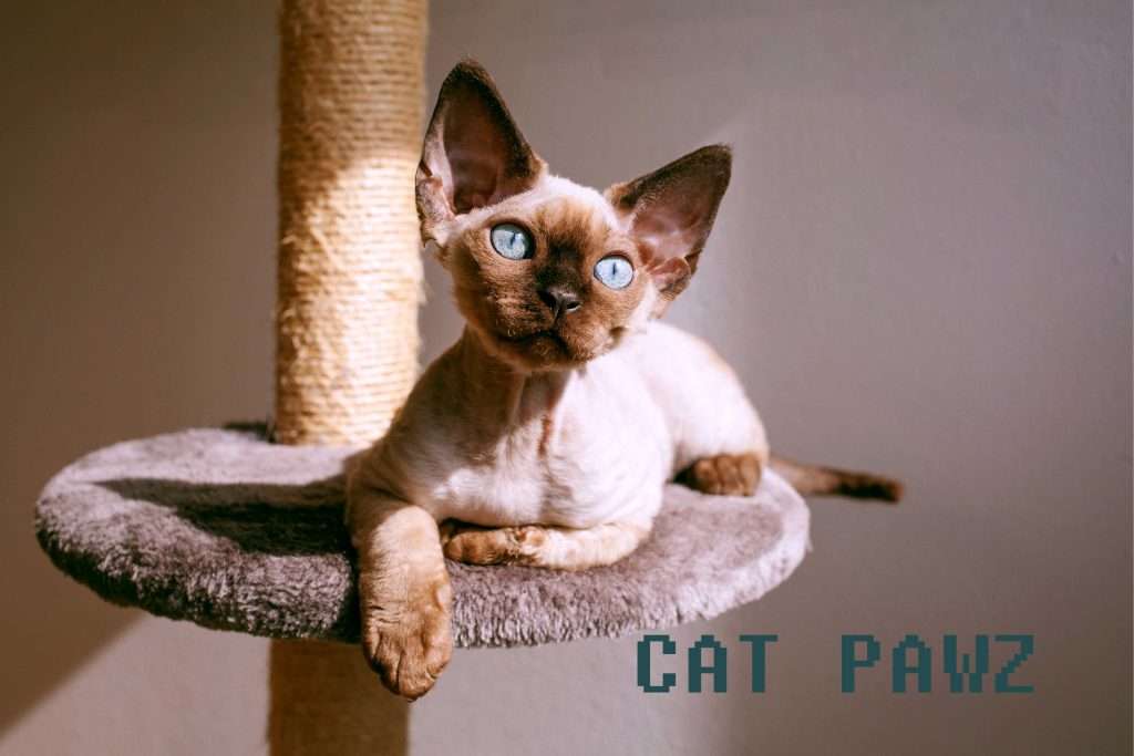 Blue Eyed Devon Rex Cat