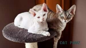 The Devoted Guide to Devon Rex Cats: Secrets of a Unique Breed