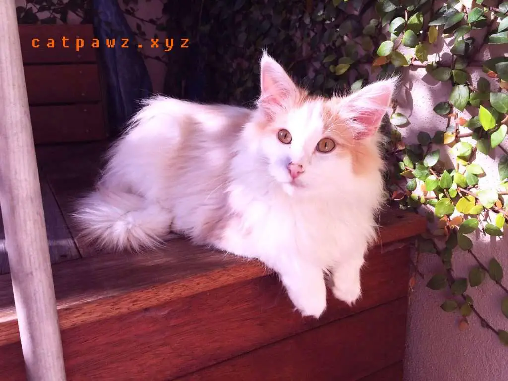 Norwegian Forest Cat 