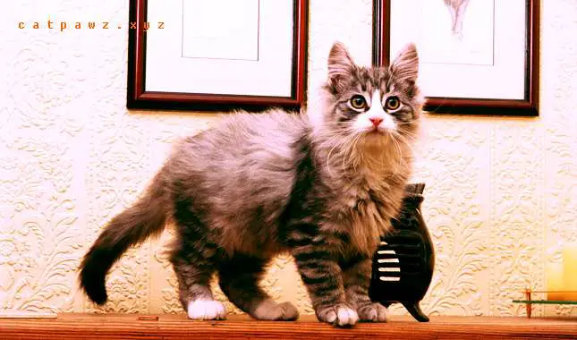 Norwegian Forest Cat Kitten