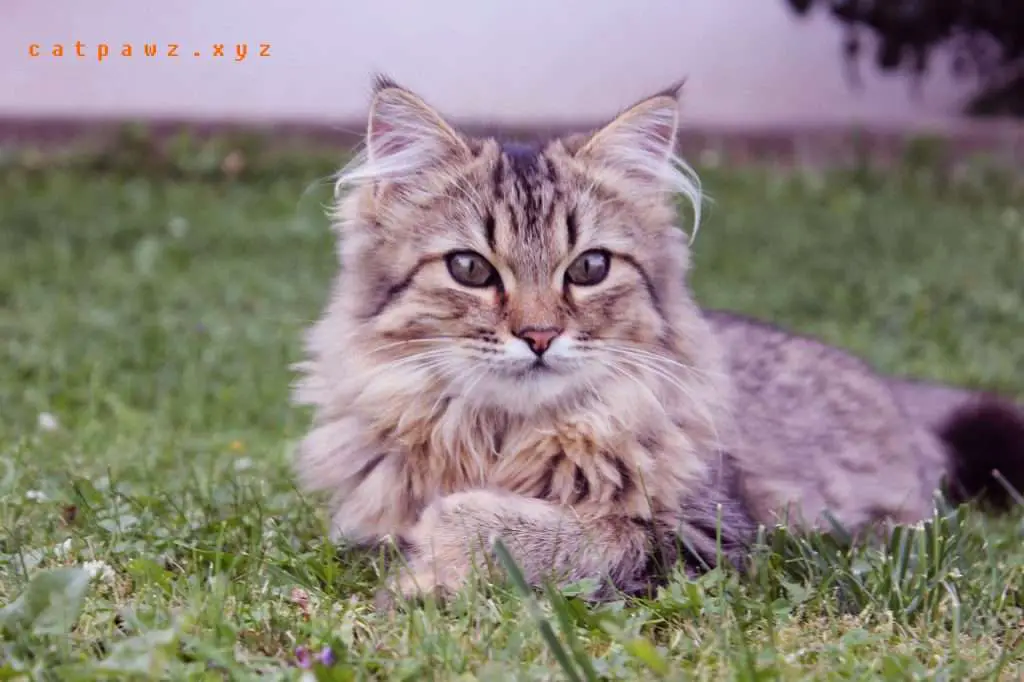 Norwegian Forest Cat Kittens