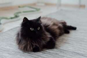 Unveiling the Secrets of Black Cat Breeds: The Ultimate Guide