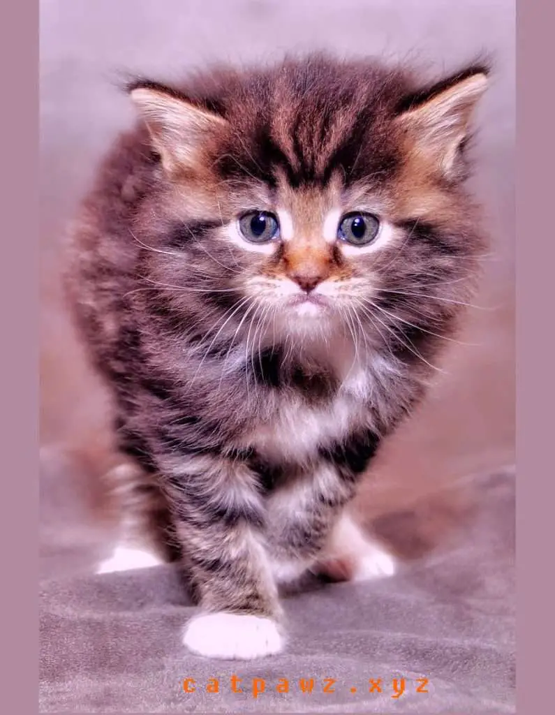 Maine Coon Kittens