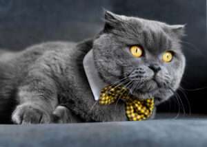 The Secrets of Scottish Fold Kittens: Find Your Remarkable Companion Today!