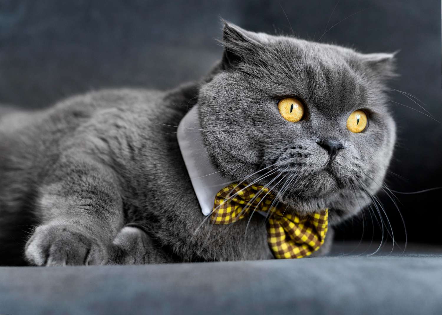 Scottish Fold kitten