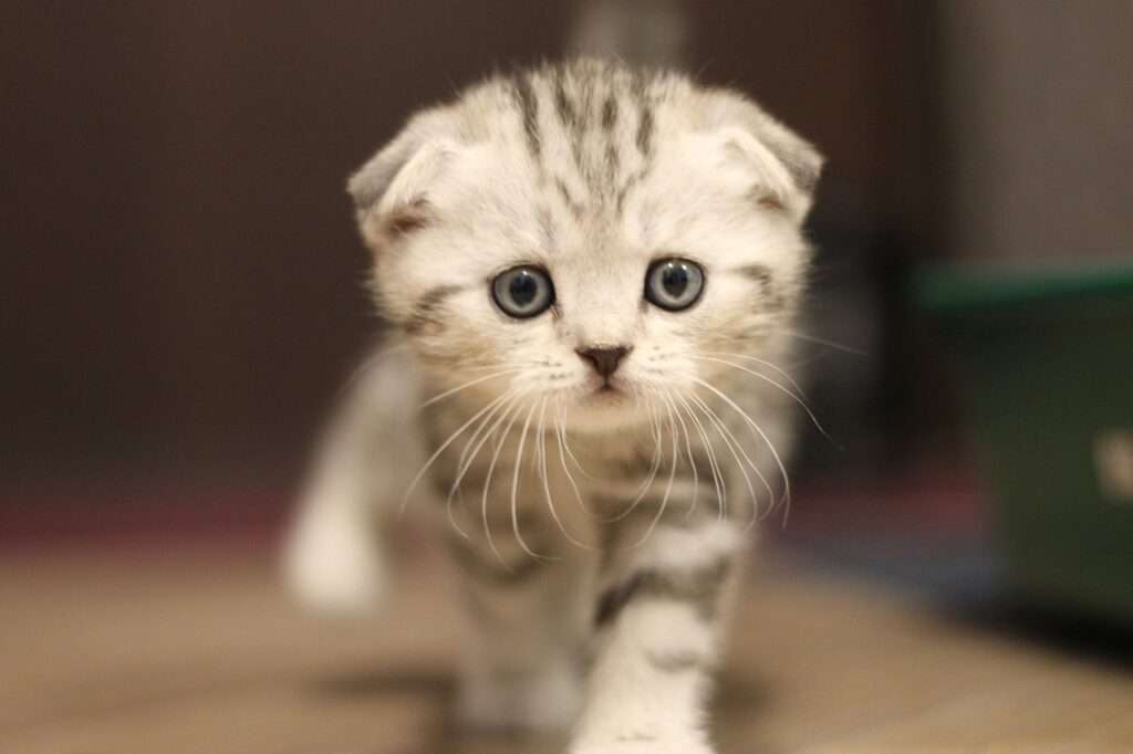 Scottish Fold Kittens