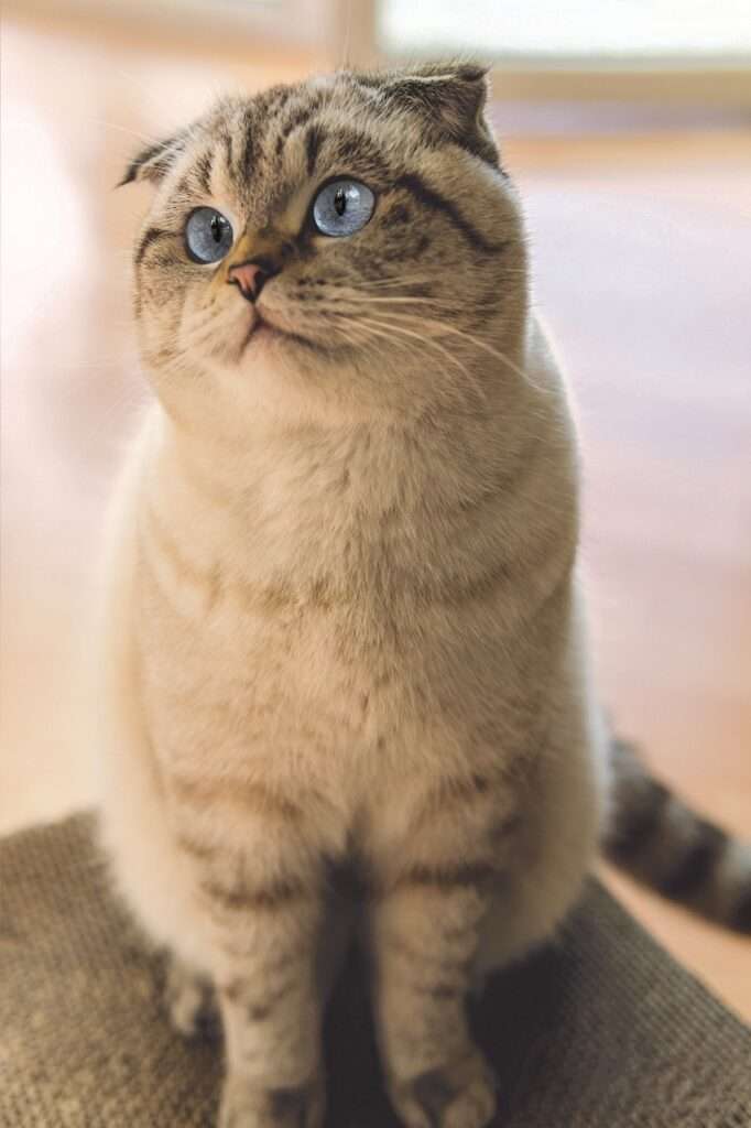 Scottish Fold 