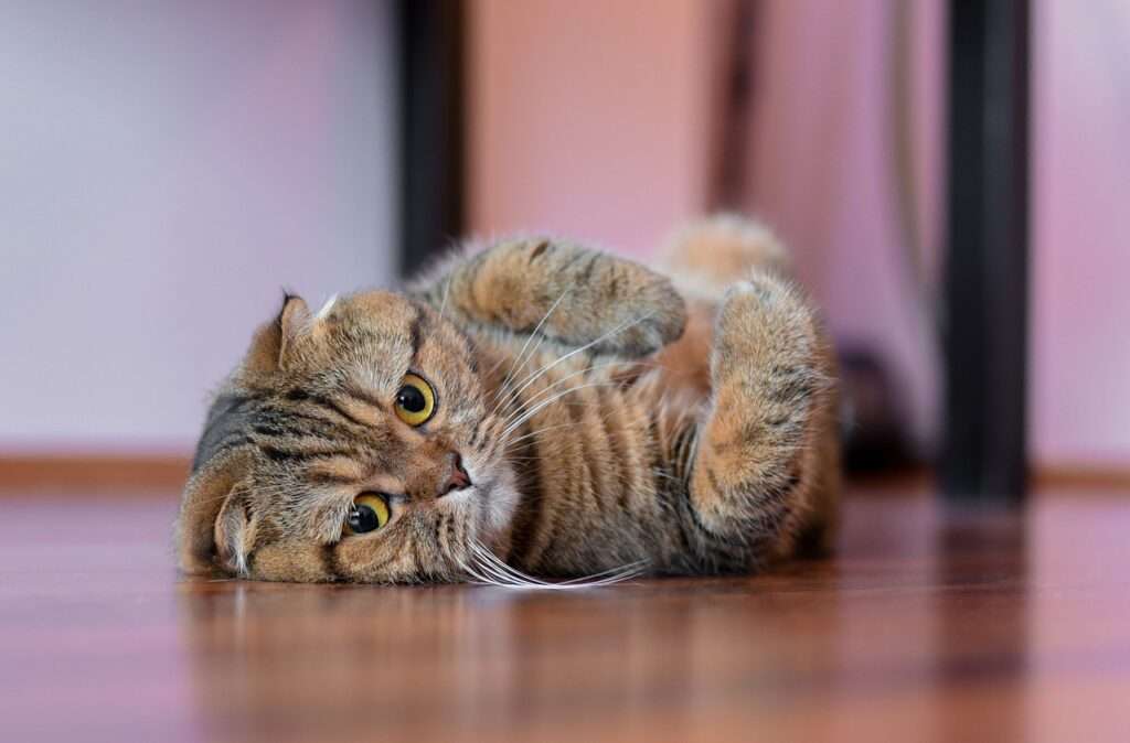 Scottish Fold Kittens