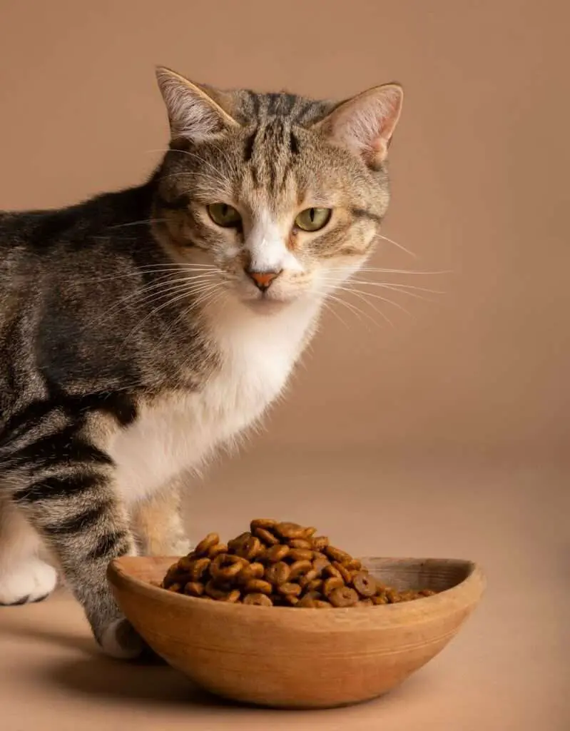 homemade cat food recipes