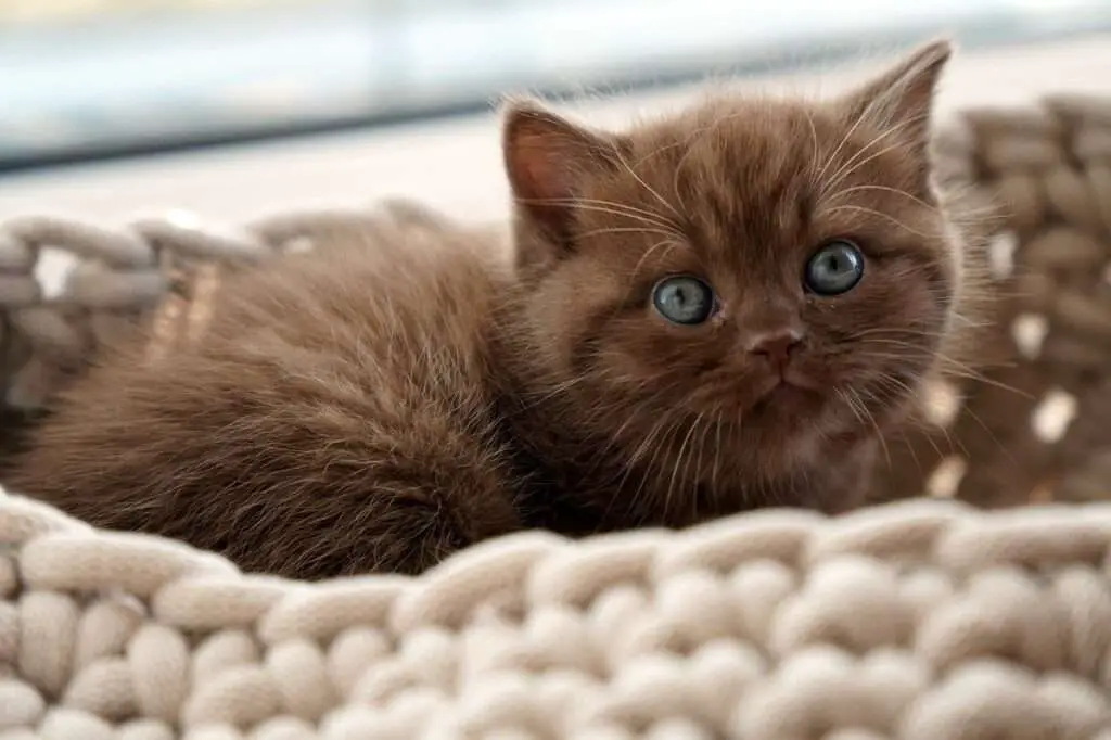 British shorthair Cat